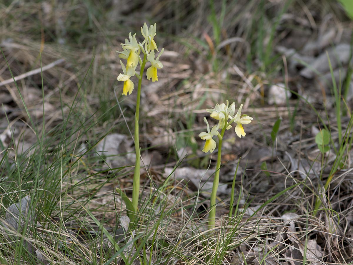 Orchis pauciflora